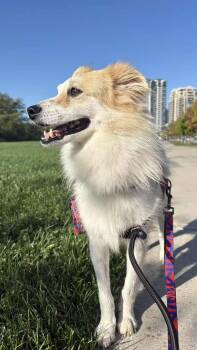 Rescue Mixed Breed Dogs for Adoption in Richmond, British Columbia - Buddy | PetCurious