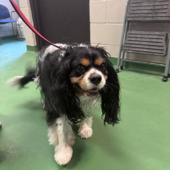 Buddy -  Cavalier King Charles Spaniel Dog for Adoption in South Haven, Michigan - Buddy | PetCurious