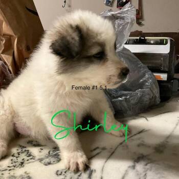 Shirley -  Great Pyrenees Dog for Adoption in Louisville, Kentucky - Shirley | PetCurious