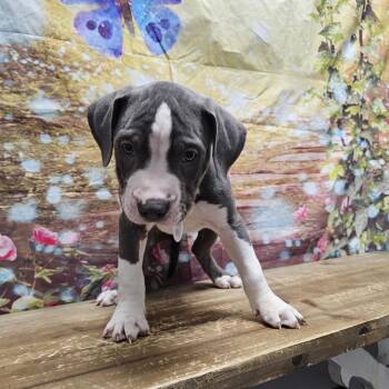 Cosmo -  Boxer and Mixed Breed Dog for Adoption in Normal, Illinois - Cosmo | PetCurious
