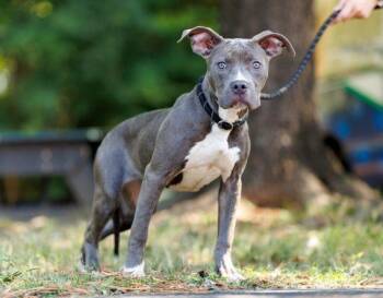 Aruba -  Mixed Breed Dog for Adoption in Durham, North Carolina - Aruba | PetCurious