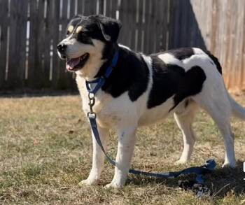 Great Pyrenees Dogs Available for Adoption - Vincent | PetCurious