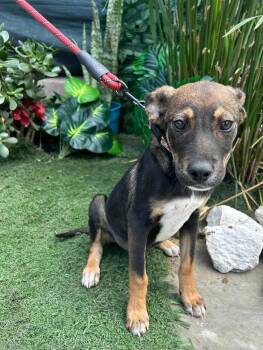 Mixed Breed Dogs Available for Adoption - Mike | PetCurious