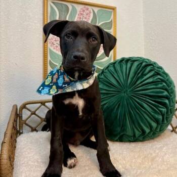 American Staffordshire Terrier and Pit Bull Terrier Dogs Available for Adoption in Friendswood, Texas - Bryant Lakers | PetCurious