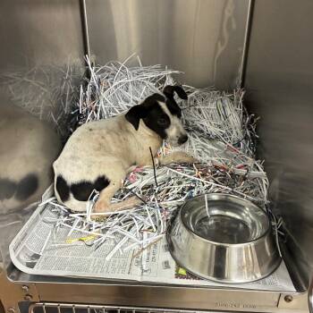 Kibbles -  Terrier and Mixed Breed Dog for Adoption in Montgomery, Alabama - Kibbles | PetCurious