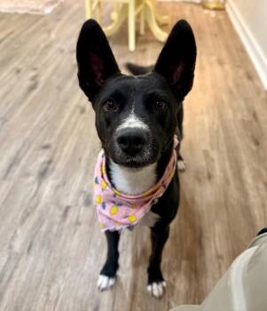 Lila Lily Little Love Bug Cutie -  Australian Kelpie and Labrador Retriever Dog for Adoption in Friendswood, Texas - Lila Lily Little Love Bug Cutie | PetCurious