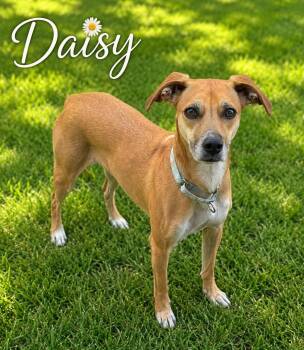 Daisy -  Basset Hound Dog for Adoption in Momence, Illinois - Daisy | PetCurious