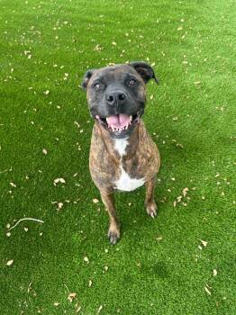 Rain -  Pit Bull Terrier Dog for Adoption in Rock Springs, Wyoming - Rain | PetCurious