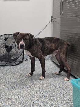 Mixed Breed and Boxer Dogs Available for Adoption in Angola, Indiana - Timber | PetCurious