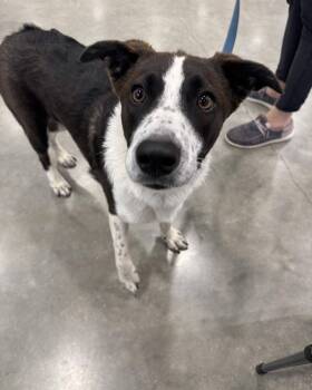 Rescue Australian Shepherd Dogs for Adoption in Mandan, North Dakota - Kodak | PetCurious