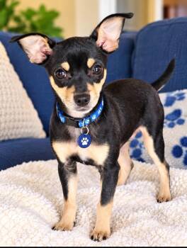 Pablo -  Miniature Pinscher Dog for Adoption - Pablo | PetCurious