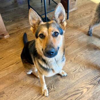 Ellie -  German Shepherd Dog Dog for Adoption in Hillsborough, North Carolina - Ellie | PetCurious