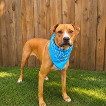 Frank Sinatra -  American Staffordshire Terrier and Mixed Breed Dog for Adoption in Houston, Texas - Frank Sinatra | PetCurious