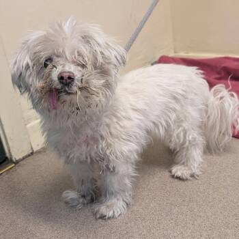 Pici the 3rd -  Havanese Dog for Adoption in Pasadena, California - Pici The 3rd | PetCurious