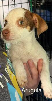 Cairn Terrier and Chihuahua Dogs Available for Adoption in New Baltimore, Michigan - Arugula | PetCurious
