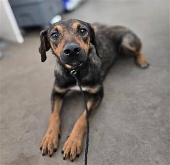 Mixed Breed Dogs Available for Adoption in Dallas, Texas - CANELA | PetCurious