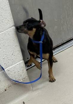 (321) -  Rat Terrier Dog for Adoption in Marietta, Georgia - (321) | PetCurious