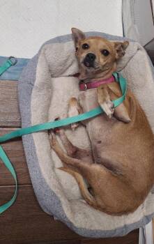 Ladybug -  Chihuahua Dog for Adoption in Los Angeles, California - Ladybug | PetCurious