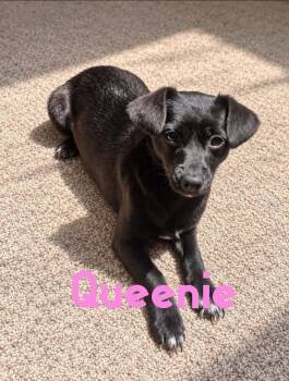 Queenie -  Chihuahua Dog for Adoption in Toms River, New Jersey - Queenie | PetCurious