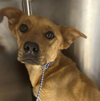 Grace -  German Shepherd Dog Dog for Adoption in Victorville, California - Grace | PetCurious