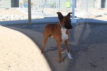 Rescue Shepherd Dogs for Adoption in Yucca Valley, California - Bruce | PetCurious