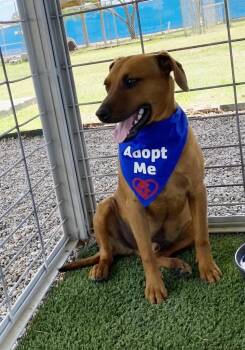 Rescue Miniature Pinscher Dogs for Adoption in Canutillo, Texas - Perry | PetCurious