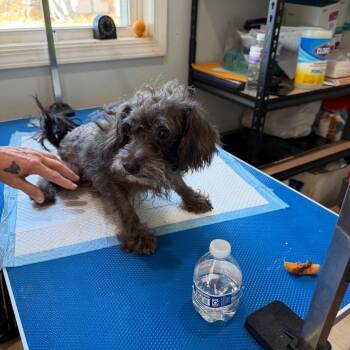 Male 7 - Reach Rescue -  Miniature Schnauzer Dog for Adoption in Hohenwald, Tennessee - Male 7 - Reach Rescue | PetCurious