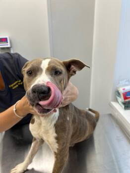 26-344 Misty -  Pit Bull Terrier Dog for Adoption in Tarboro, North Carolina - 26-344 Misty | PetCurious