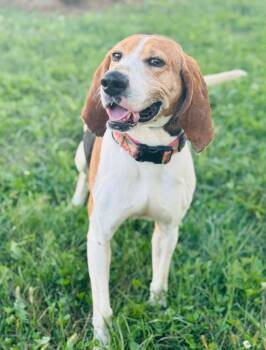 Rescue Treeing Walker Coonhound Dogs for Adoption in Ashland, Kentucky - Tootsie | PetCurious