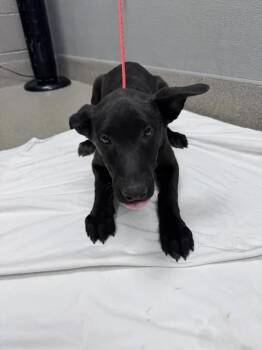 BOWSER -  Australian Cattle Dog Blue Heeler and Belgian Shepherd Malinois Dog for Adoption in Las Vegas, Nevada - BOWSER | PetCurious