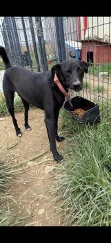 Rosie -  Black Labrador Retriever Dog for Adoption in Muldrow, Oklahoma - Rosie | PetCurious