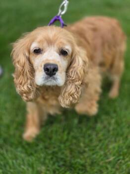 Blondie -  Cocker Spaniel Dog for Adoption in Orland Park, Illinois - Blondie | PetCurious