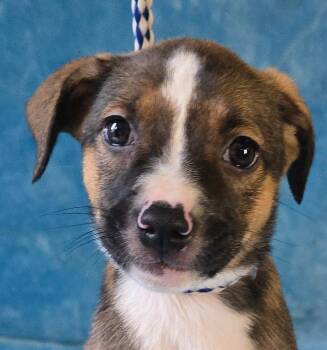 Hibiscus -  Terrier and Beagle Dog for Adoption in Newport, Tennessee - Hibiscus | PetCurious
