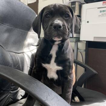 Rottweiler and Boxer Dogs Available for Adoption - Blackie | PetCurious