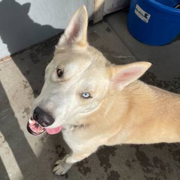 Rescue Husky and Mixed Breed Dogs for Adoption in San Francisco, California - Aquilo | PetCurious