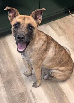 Madison -  Shepherd Dog for Adoption in Baton Rouge, Louisiana - Madison | PetCurious