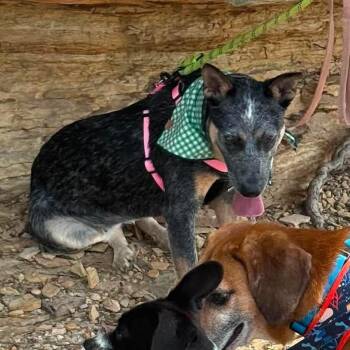 Mouse -  Australian Cattle Dog Blue Heeler Dog for Adoption in Corbin, Kentucky - Mouse | PetCurious