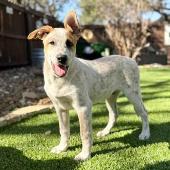 Australian Cattle Dog Blue Heeler and Shepherd Dogs Available for Adoption - Ozzie | PetCurious