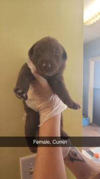 Cumin -  Husky and Labrador Retriever Dog for Adoption in Evansville, Indiana - Cumin | PetCurious