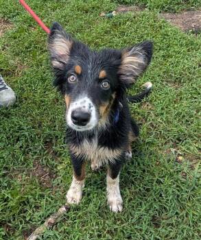 SILO -  Australian Shepherd and Border Collie Dog for Adoption in Lincoln, Nebraska - SILO | PetCurious