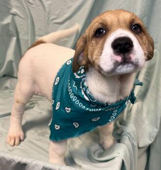 Mixed Breed Dogs Available for Adoption - Wheat | PetCurious