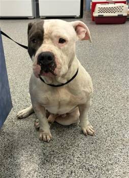 ROLAND -  Mixed Breed Dog for Adoption in Palmetto, Florida - ROLAND | PetCurious