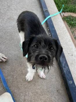 Rainicorn -  Terrier and Mixed Breed Dog for Adoption in Fort Collins, Colorado - Rainicorn | PetCurious