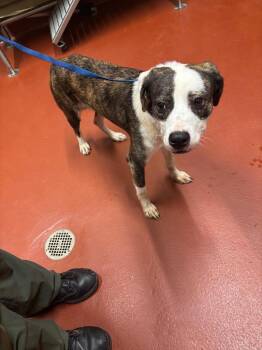 Geo -  Mixed Breed Dog for Adoption in Douglasville, Georgia - Geo | PetCurious