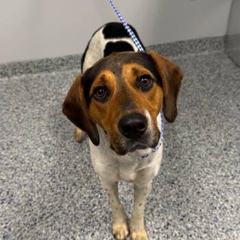 Turner -  Mixed Breed Dog for Adoption in Greenville, South Carolina - Turner | PetCurious