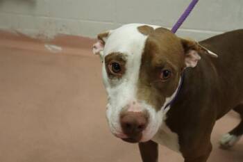 DUTTON -  Mixed Breed Dog Available for Adoption in Columbia, South Carolina - DUTTON | PetCurious