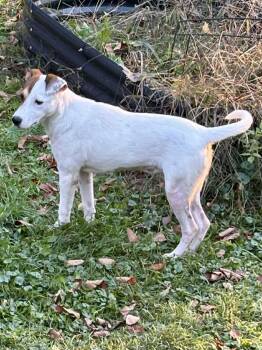 Rescue Terrier Dogs for Adoption in Blacksburg, Virginia - Juniper | PetCurious