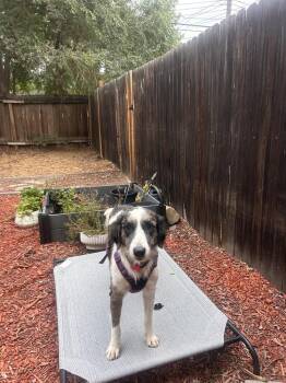 Valley -  Australian Shepherd and Collie Dog for Adoption in Colorado Springs, Colorado - Valley | PetCurious