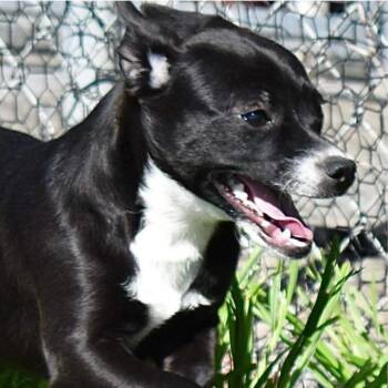 Dachshund and Chihuahua Dogs Available for Adoption in Austin, Texas - Relish | PetCurious