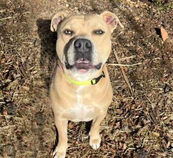 Rescue Pit Bull Terrier Dogs for Adoption in Auburn, California - TANNER | PetCurious